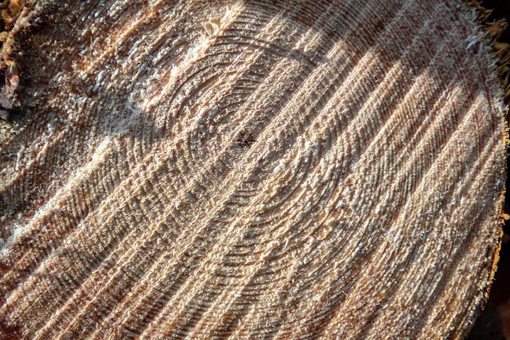 Schneiden der Bäume